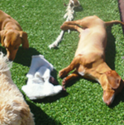 Small dogs playing at Wee Little Paws Inn